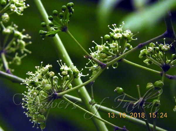 Spiny Aralia
